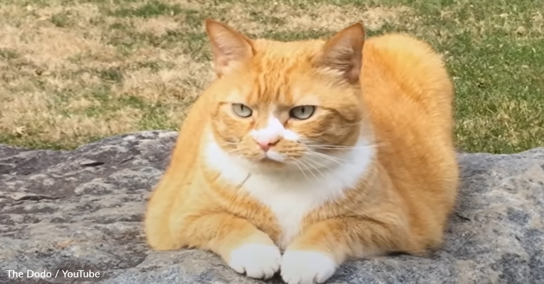 Rescue Cat Goes To Work With Dad At A Museum Every Day