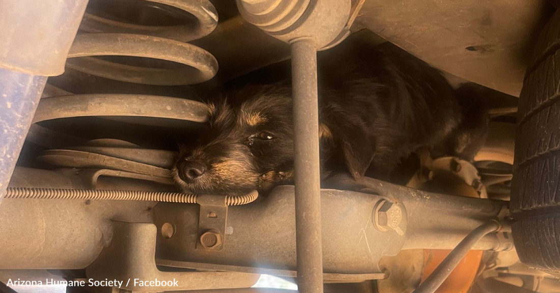 Animal EMT Rescues Puppy Trapped In Car Axle