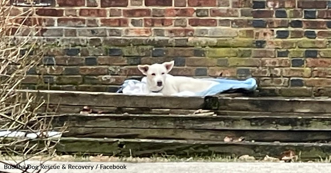 Runaway Dog Rescued After She Settled Down In A Flowerbed For Some Hot Soup