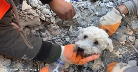 Rescuers Pull Small Dog From Rubble After Turkey Earthquake