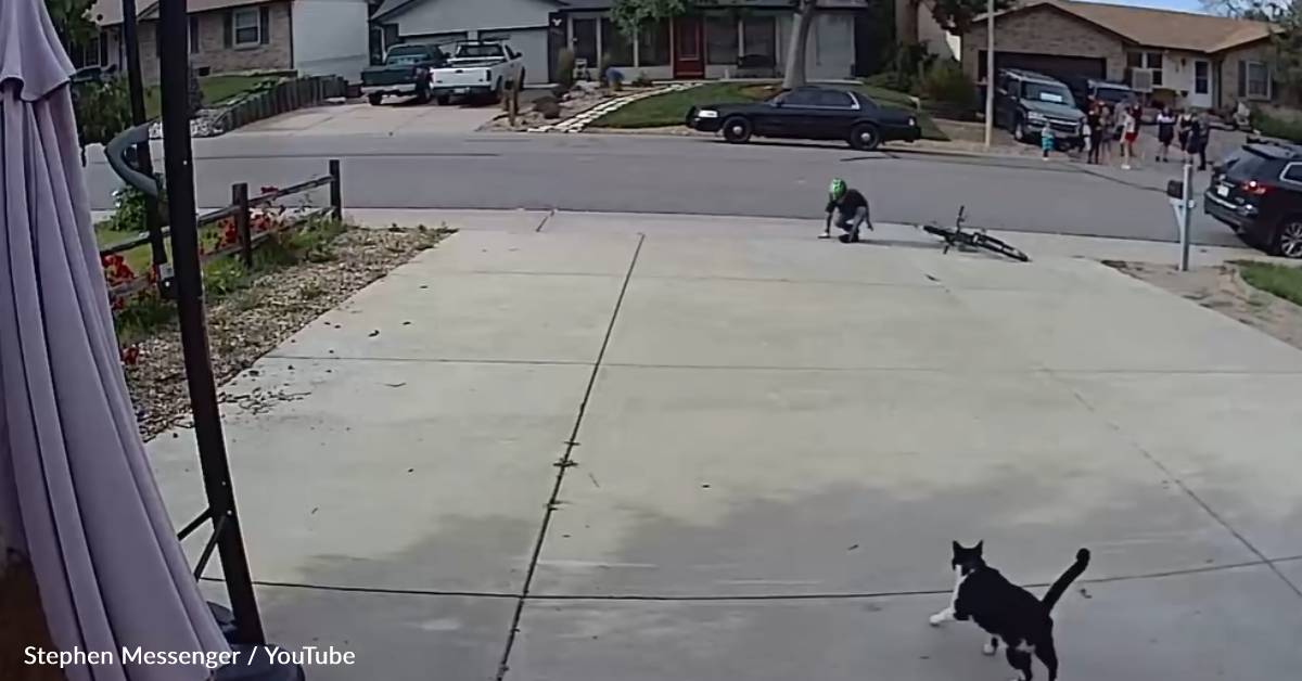 Neighbor Boy Stops By To Befriend 