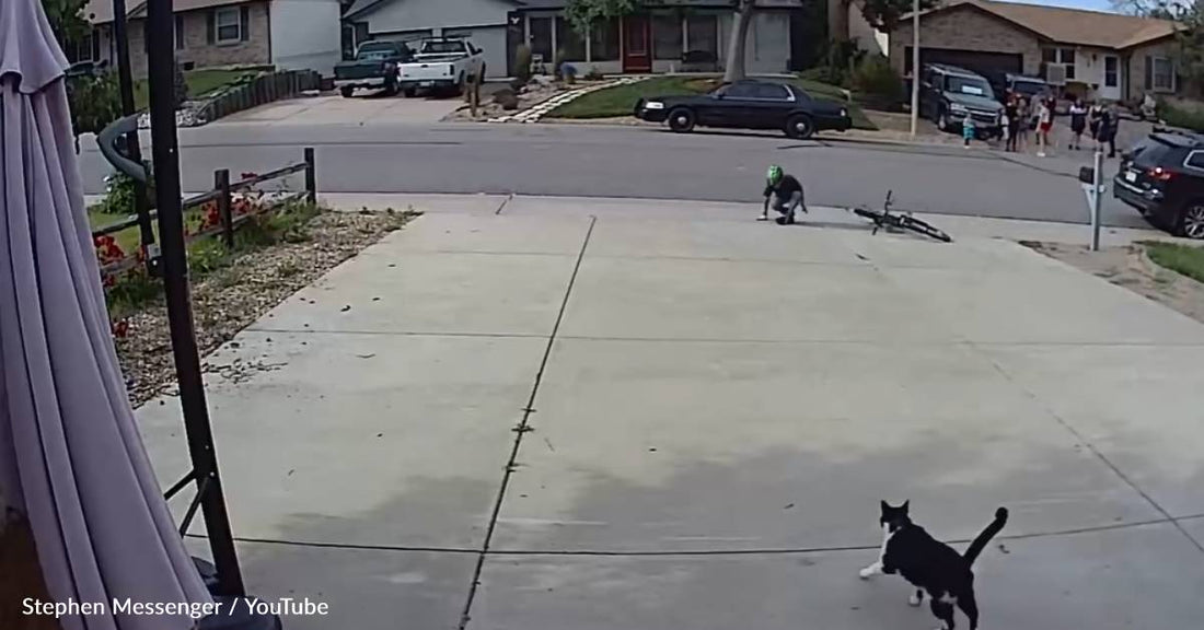 Neighbor Boy Stops By To Befriend "Scary" One-Eyed Cat