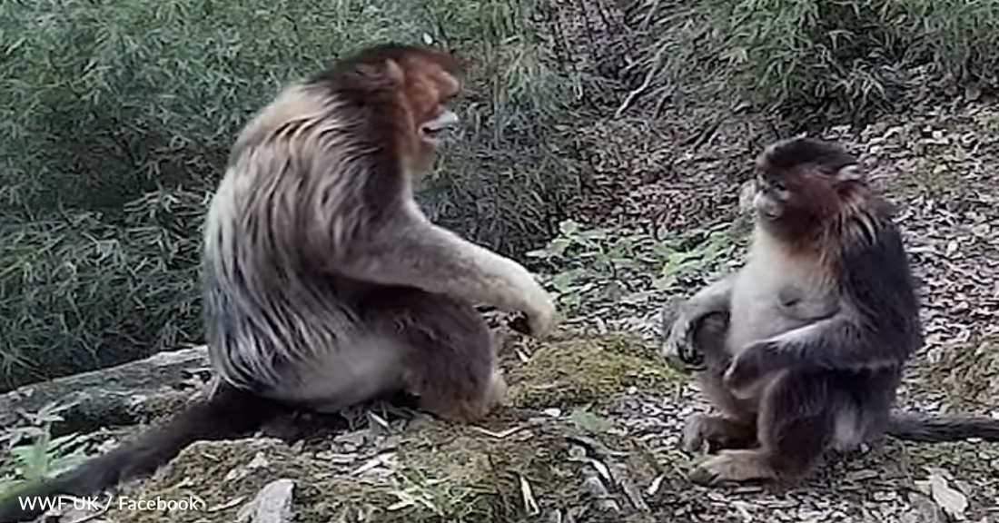 Endangered Golden Monkeys Embrace In Sweet Human-Like Hug