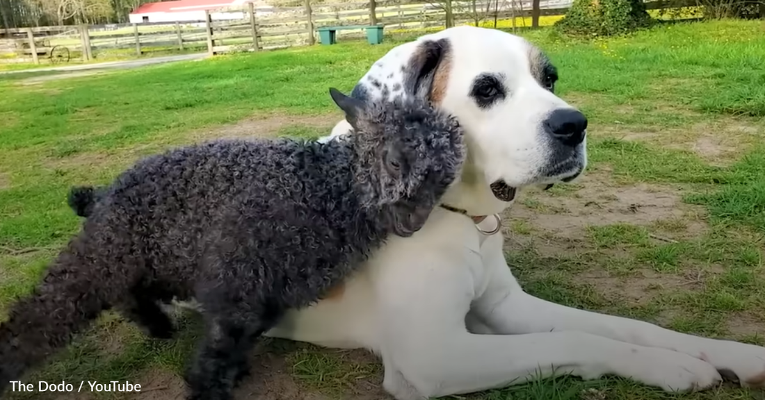 Wobbly Rescue Goat Learns To Run With Her Doggy BFF