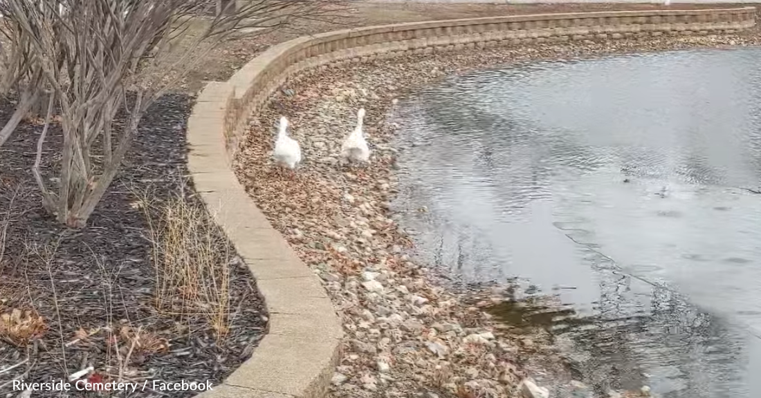 A Heartbroken Widow Goose Finds Love Again Just In Time For Valentine's Day