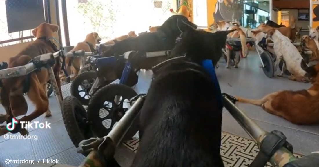 Rescuers Attach GoPro To Dog's Wheelchair Before His Daily Run