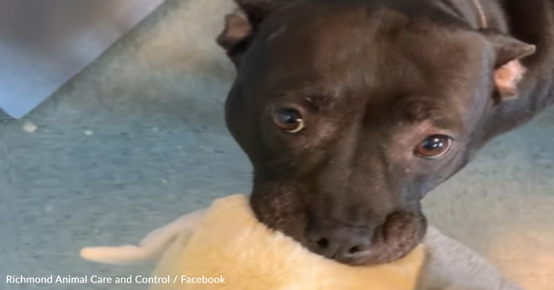 Pitbull Finds A Forever Home And Brings Along Her Favorite Stuffed Toy