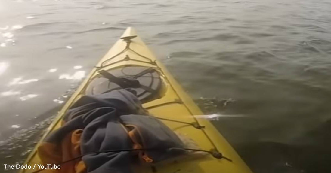 Kayaker Sings To Attract Beluga Whales And They Listen