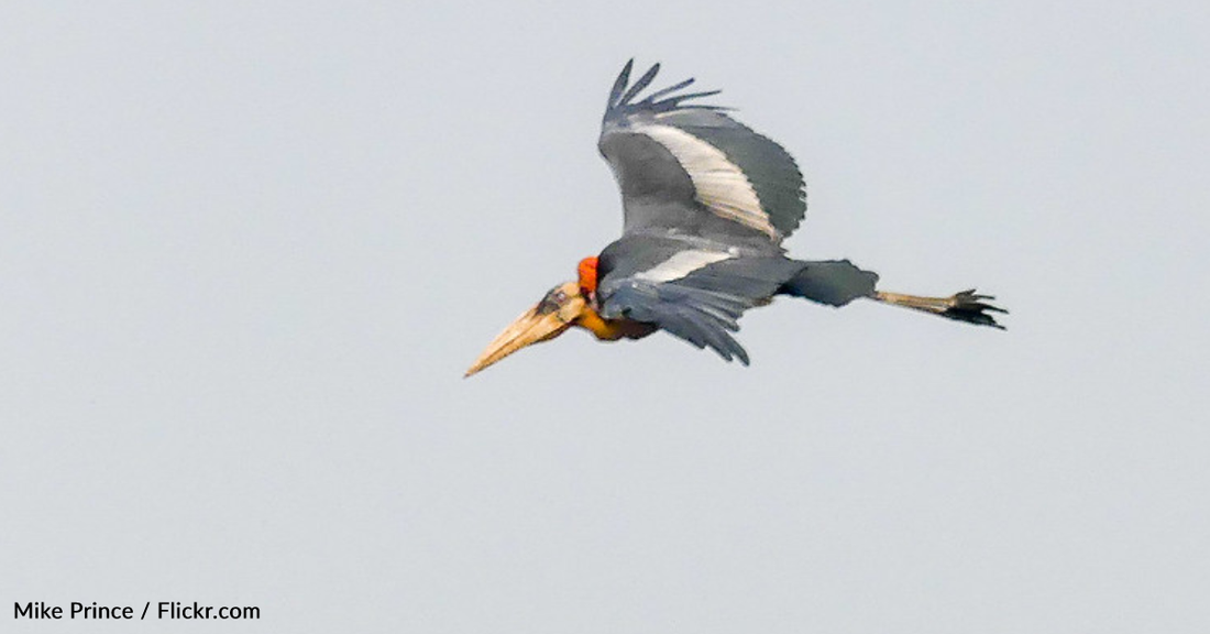 Conservationist Rallies Together 10,000 Women To Help Save India's Rarest Stork