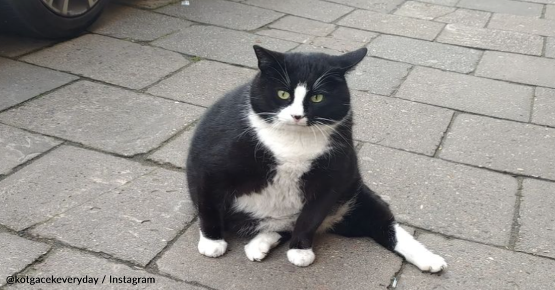 Chonky Street Cat Steals The Spot As The #1 Tourist Attraction In Polish Town