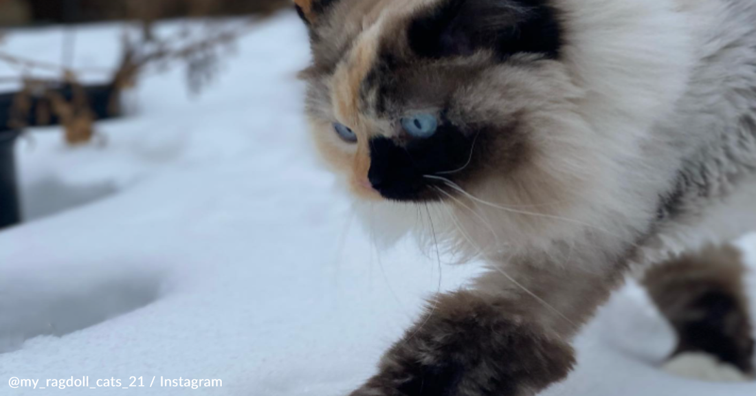 Ragdoll Cat Slyly Walks Through The Snow Without Leaving Prints