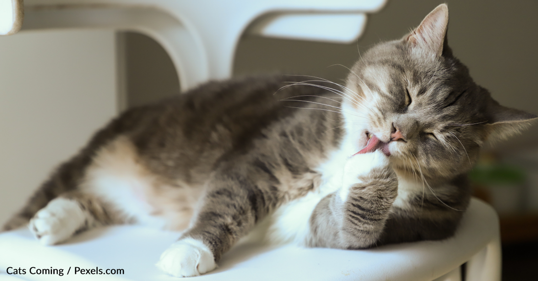 The Meaning Behind 9 Strange Cat Behaviors