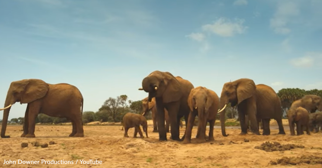 Elephant Herd Digs Well To Find Water In Dry Lake