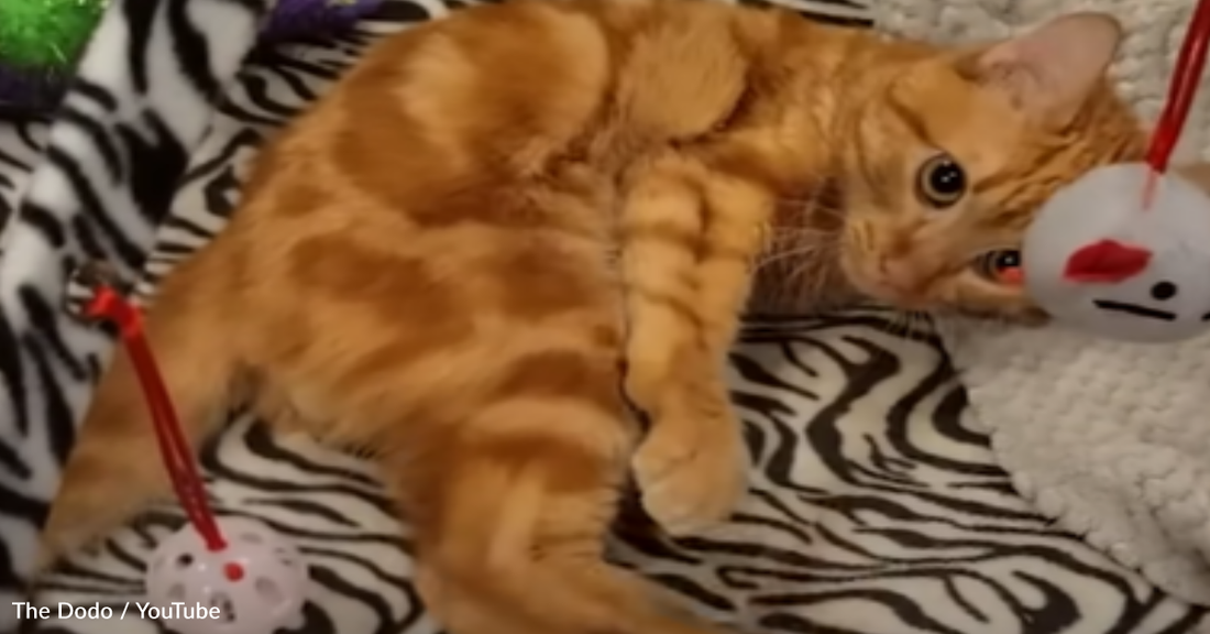 Cat With Cerebellar Hypoplasia Shows Joy With Adorable Foot Kicks