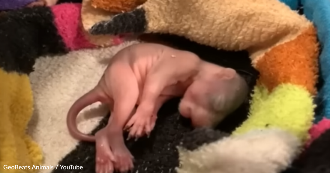 Woman Spots Newborn Squirrel Struggling On The Ground And Welcomes Him In As A Pet