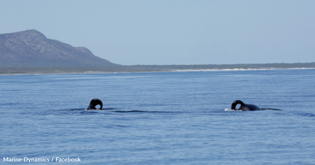 17 Sharks Die As Killer Whales Tear Out Their Livers In Brutal Attack.