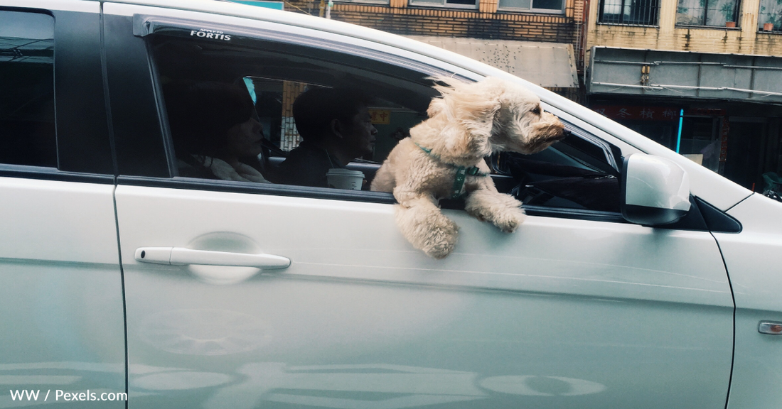 Florida Proposes Bill To Ban Dogs From Sticking Their Head Out Car Windows