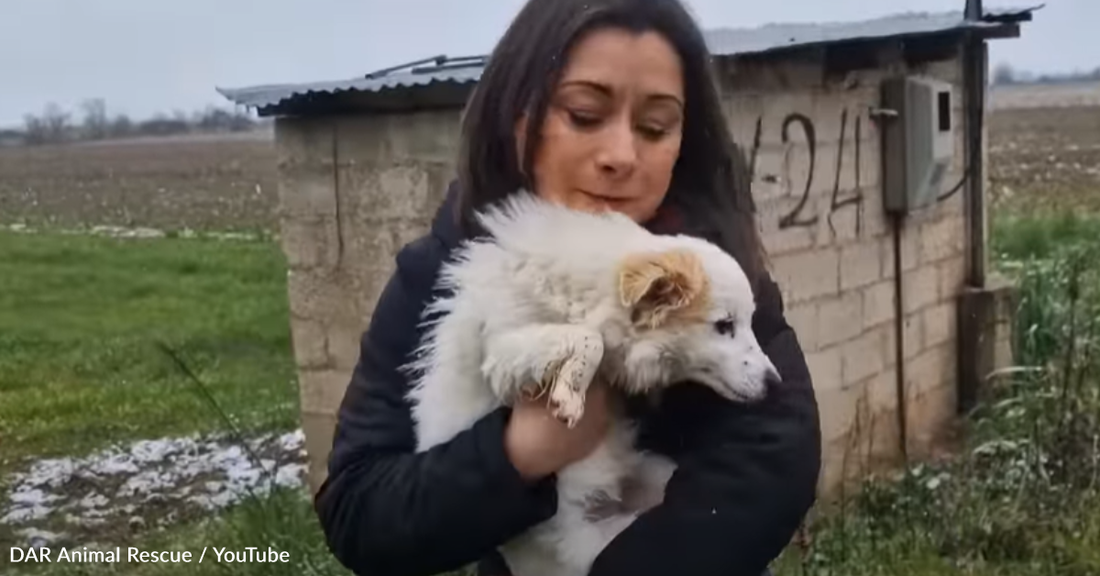 Rescuers Save Abandoned Dog Living In A Field Just Before The Winter Weather Sets In