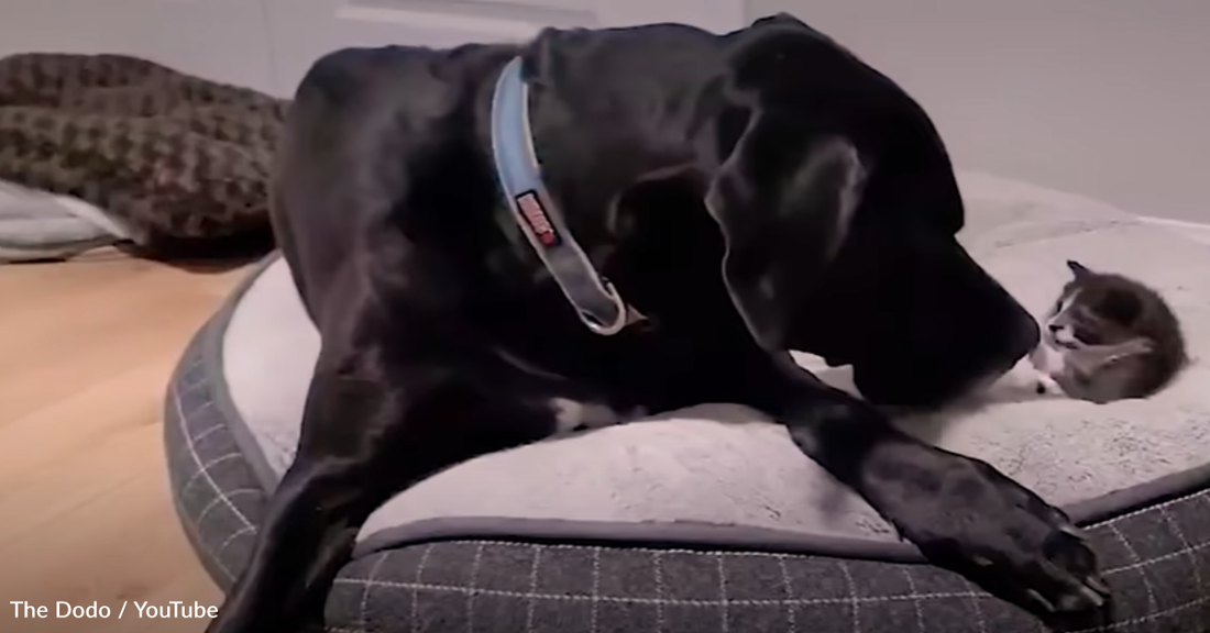 Massive Great Dane Adopts Tiny 1-Pound Rescue Kitten