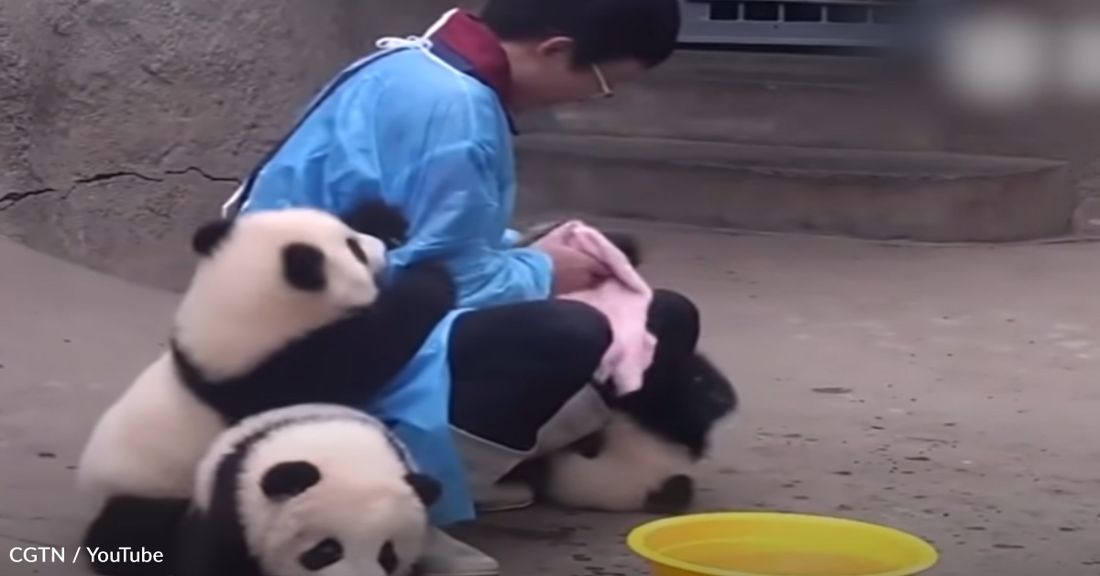 Adorable Panda Cubs Attempt To Cuddle Zoo Keeper During Bath Time