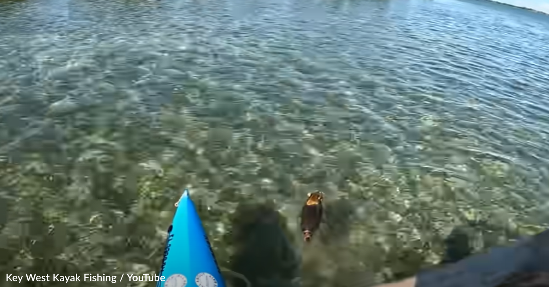 Kayaker Rescues Baby Raccoon Stranded In The Ocean