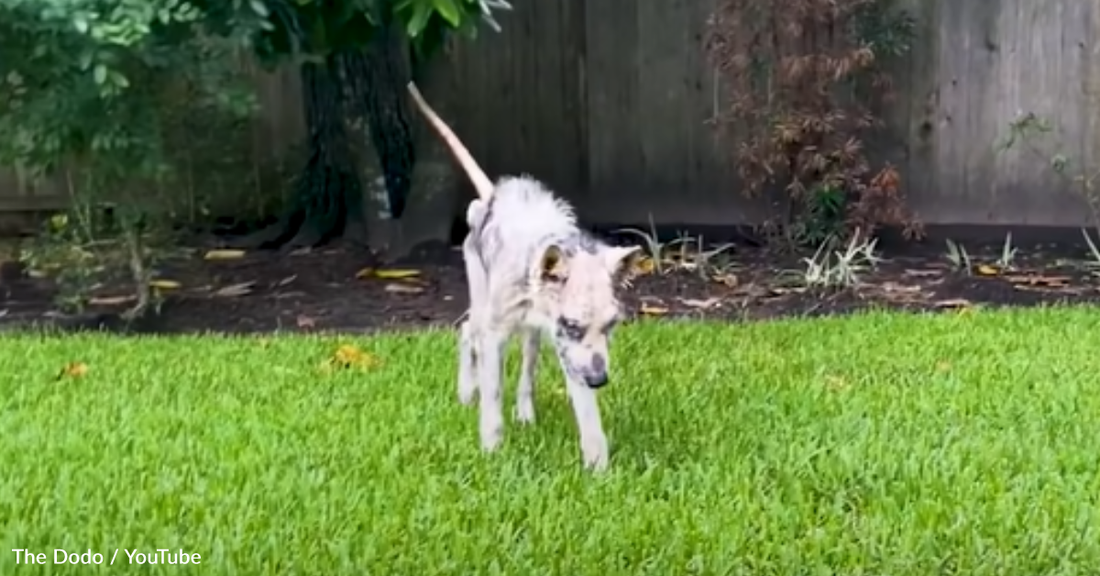 Neglected Husky Left To Be Euthanized Learns To Speak Up For Himself