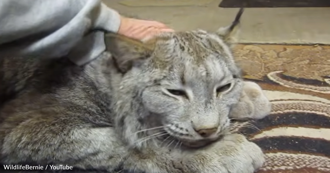 Sweet Canada Lynx Goes Viral For Acting Like A "Big Baby"