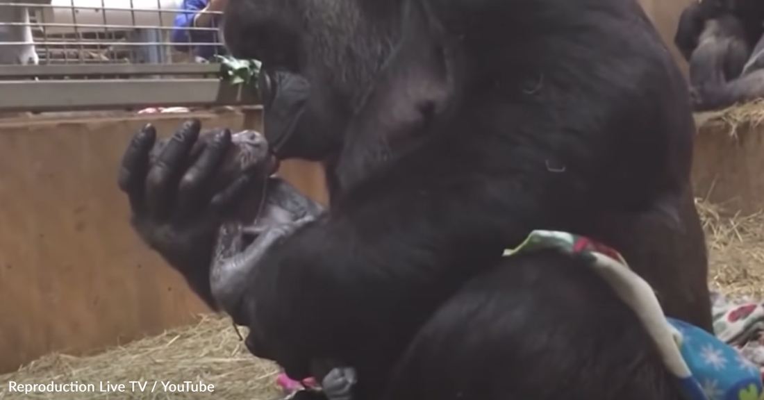 Mother Gorilla Gently Cares For Her Newborn Baby In Human-Like Way