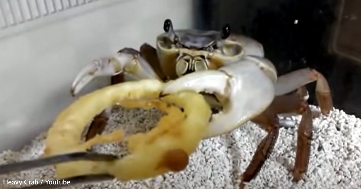 Do Crabs Eat Onions When Boiled