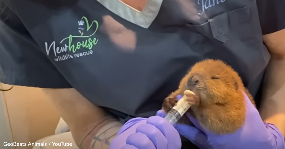 Baby Rescue Beaver Separates Her Toys From Her Sticks