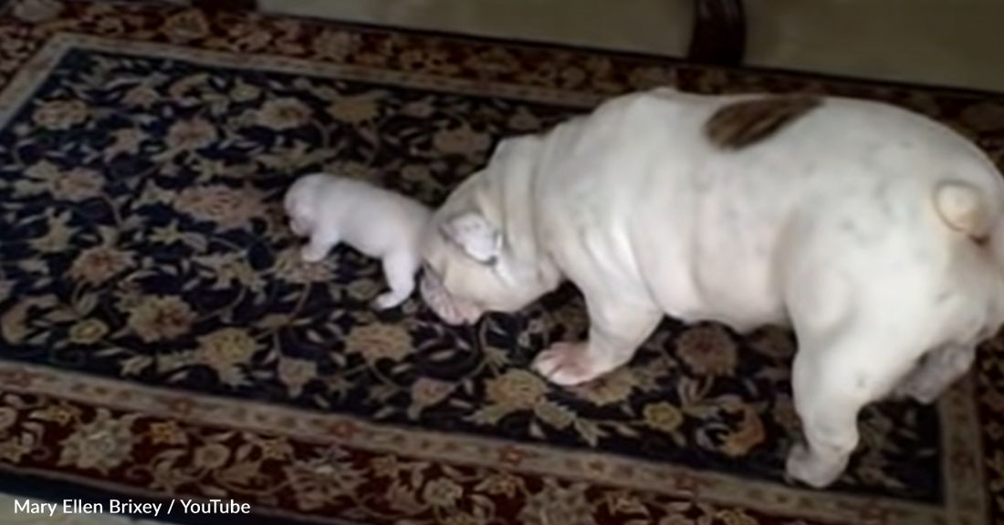 Tiny Bulldog Puppy Throws Massive Tantrum For Mom