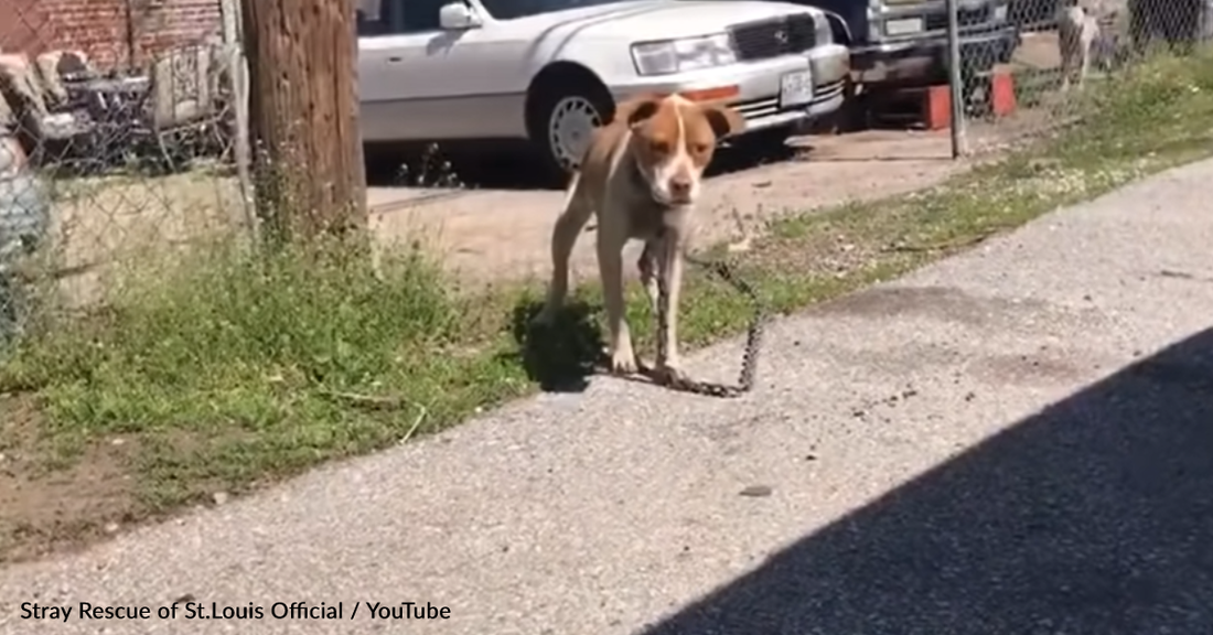 Stray Dog Finally Tastes Freedom After Dragging Around Heavy Chain