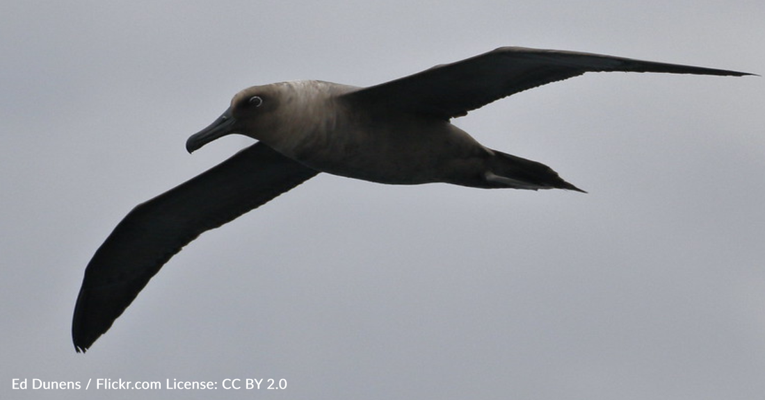 Review Finds 29 Species In Australia Are No Longer Considered Endangered