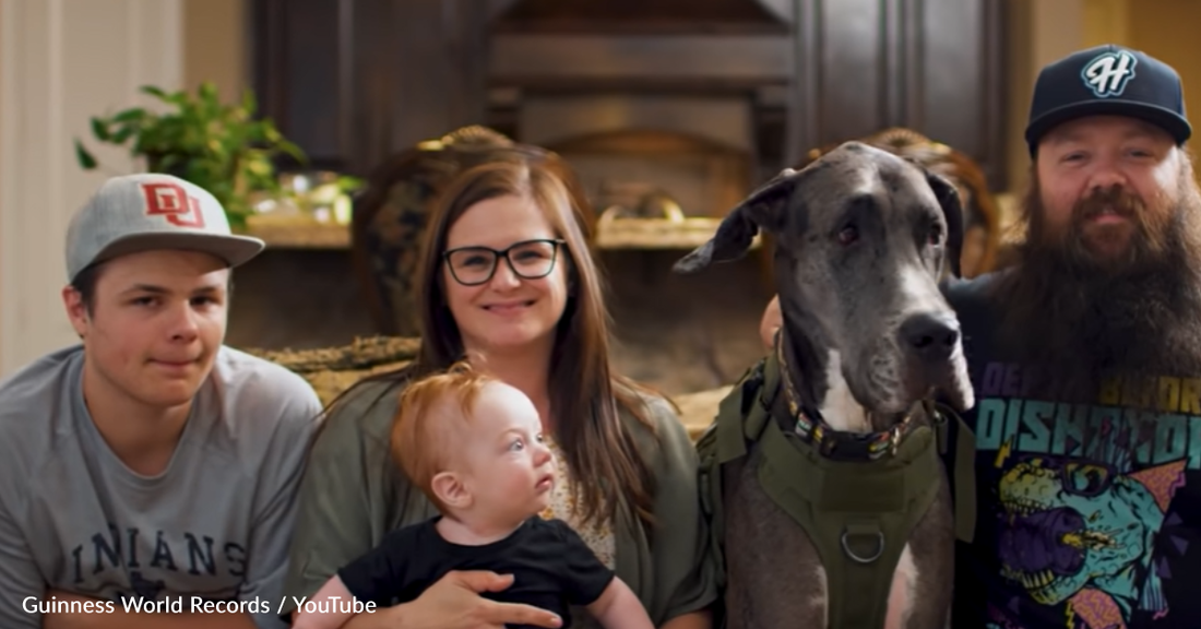 Meet Zeus, The World's Tallest Dog