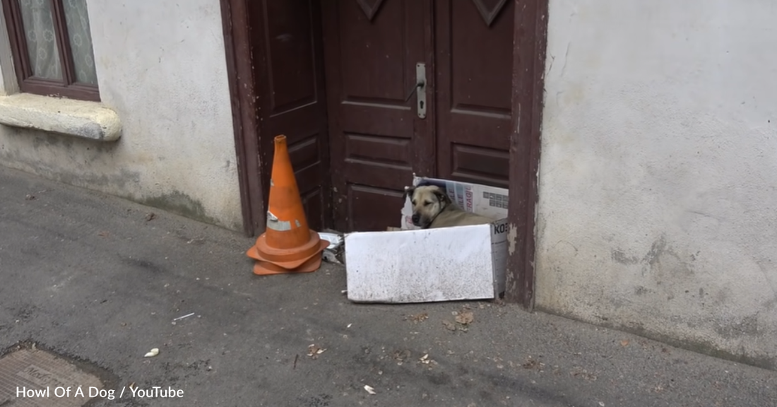 Tourist Calls For Help After Seeing Stray Senior Dog With Cardboard Home