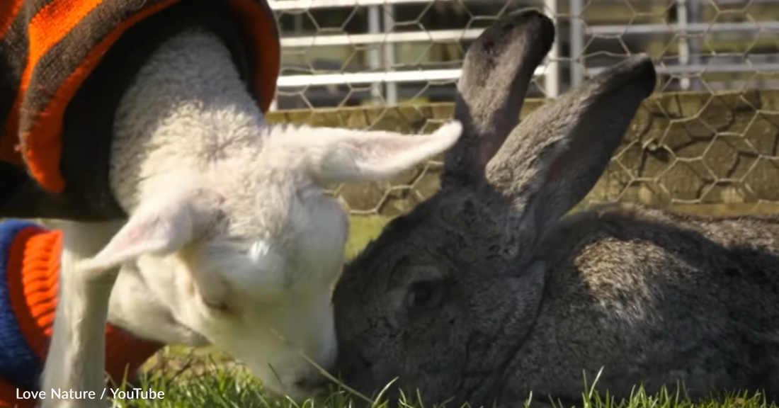 Lambs Adopt 50 Pound Rabbit After She's Rejected By Other Rabbits