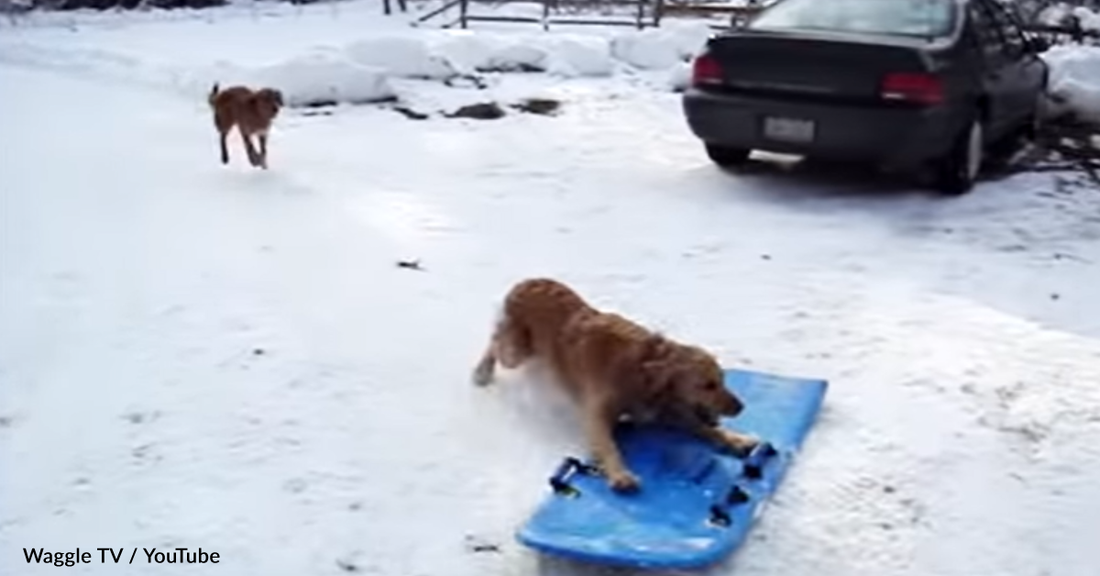 Rowdy Dogs Have Too Much Fun Playing In The Snow