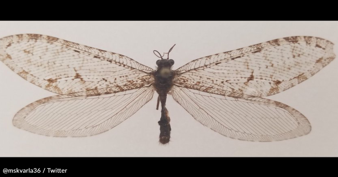 Man Finds Rare Jurassic-Era Insect Outside Arkansas Walmart