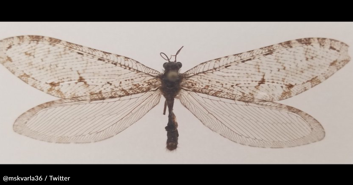 Jurasic Insect Man Finds Rare Jurassic-Era Insect Outside Arkansas Walmart | GreaterGood