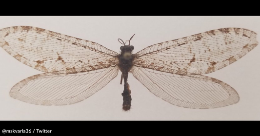 Man Finds Rare Jurassic-Era Insect Outside Arkansas Walmart