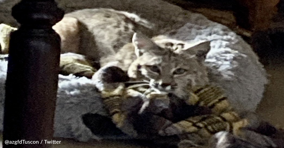 Arizona Man Returns Home To Find Bobcat Inside Relaxing On Dog Bed