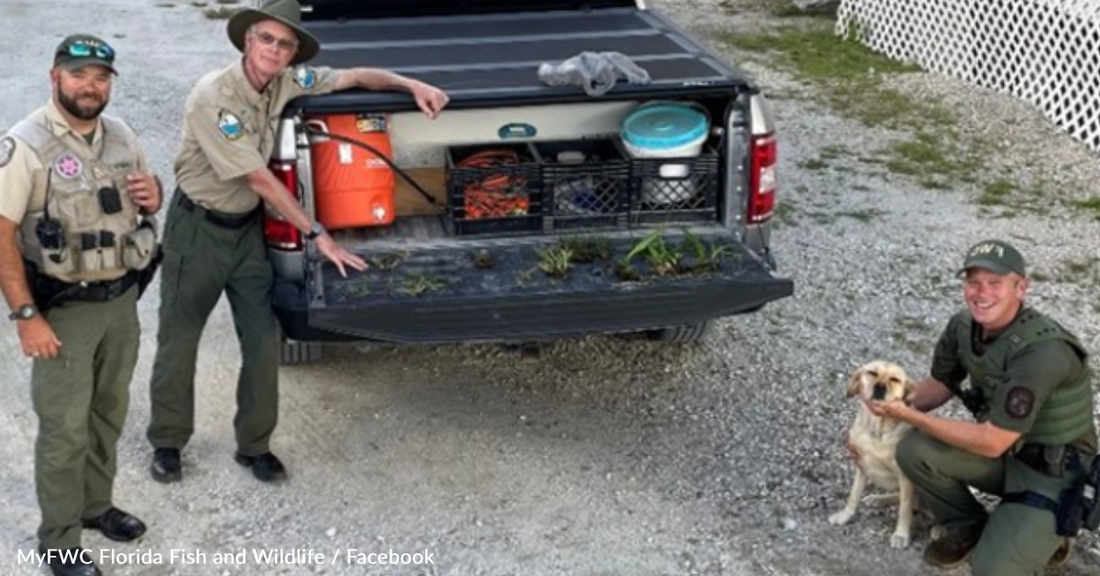 Brave K-9 Dog Stops Theft Of Rare And Endangered Orchids In Florida