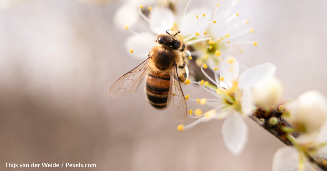 Study Shows Honey Bees Teach Younger Bees How To Dance