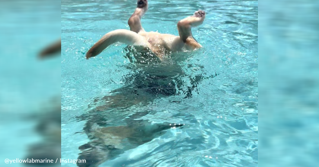 Water Loving Labrador Has A Blast Playing At The Water Park