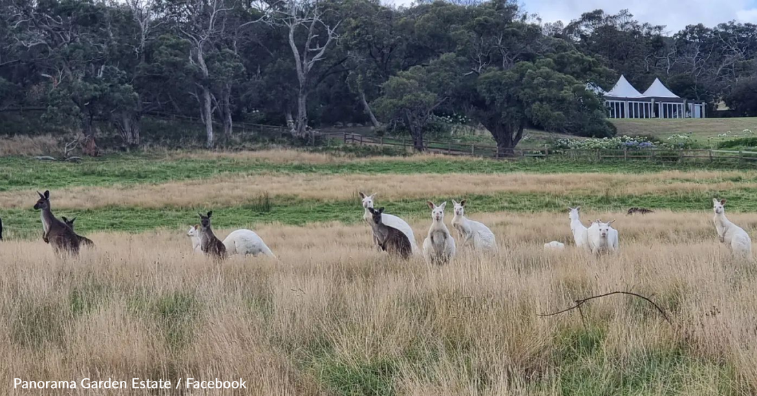 Rare Mob Of White Kangaroos Spotted At Wildlife Sanctuary