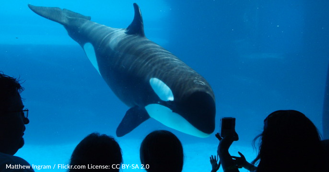 Kiska The "World's Loneliest Orca" Dies At Marineland