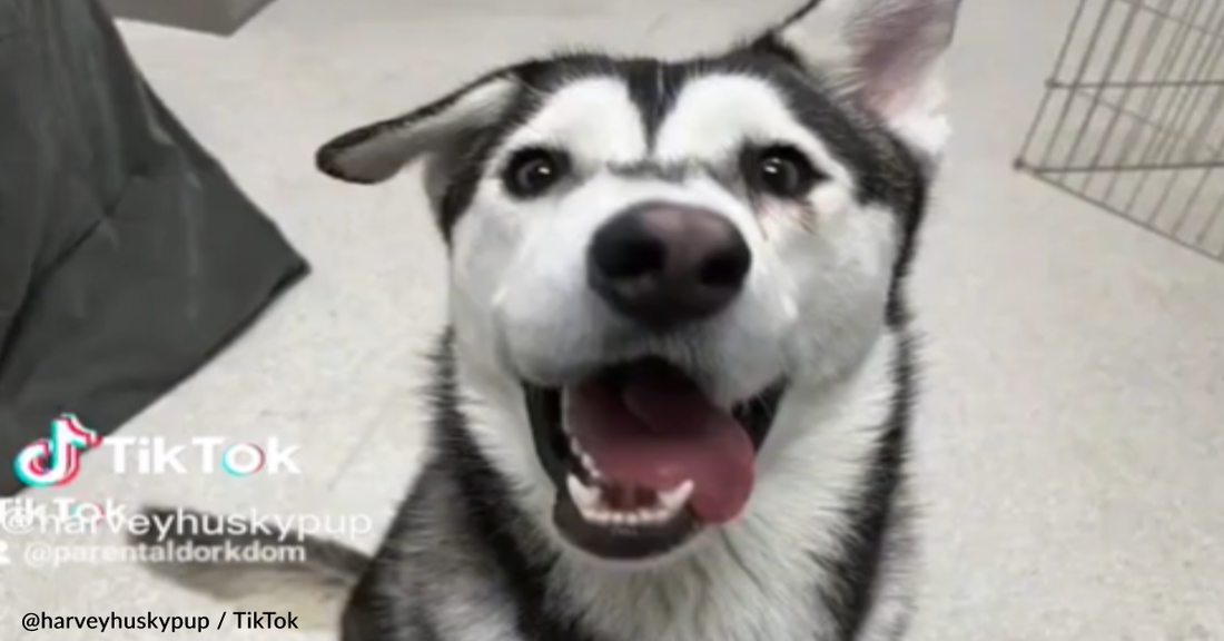 Ugly Rescue Husky With Crooked Smile Finds A Family Who Loves Him