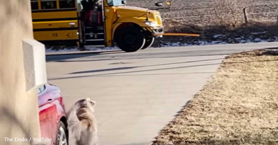 Sweet Golden Retriever Walks Girl To The Bus Every Day For School