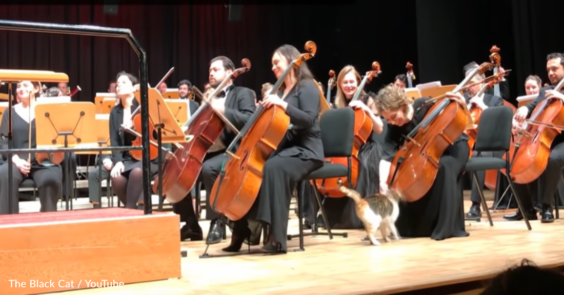 Cat Steals The Show During Orchestra Performance In Istanbul