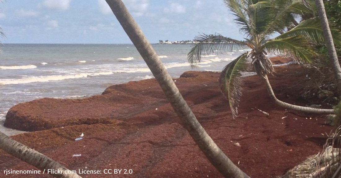 10-Million-Pound Mass Of Seaweed Threatens U.S. Beach Season